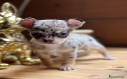 Chihuahua perros en venta: Chihuahua merle hembra toy  en Barcelona - Imagen 1