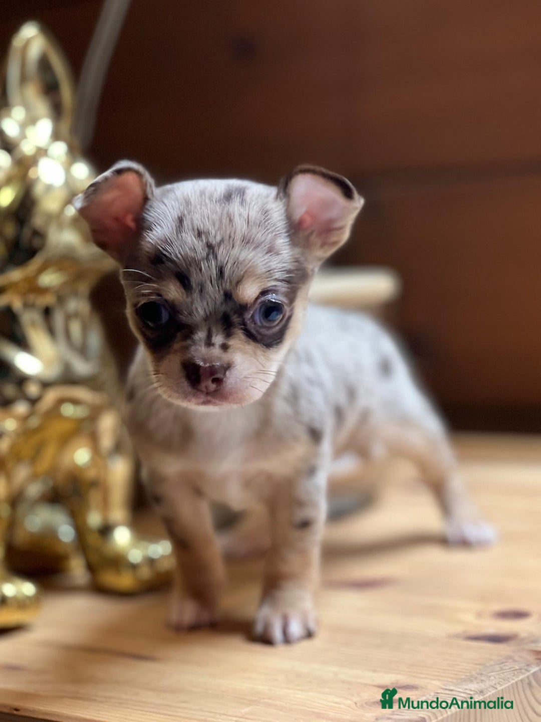 Chihuahua perros en venta: Chihuahua merle hembra toy  en Barcelona - Imagen 1