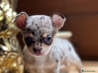 Chihuahua perros en Barcelona - Anuncio 2