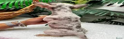 Chihuahua perros en venta: CHIHUAHUA HEMBRA MERLE - Anuncio 2