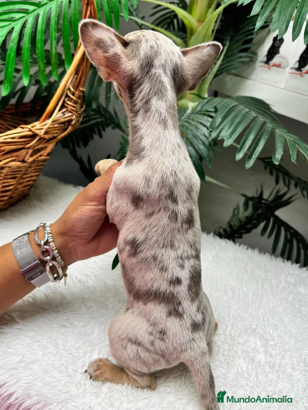 Chihuahua perros en venta: CHIHUAHUA HEMBRA MERLE - Anuncio 2