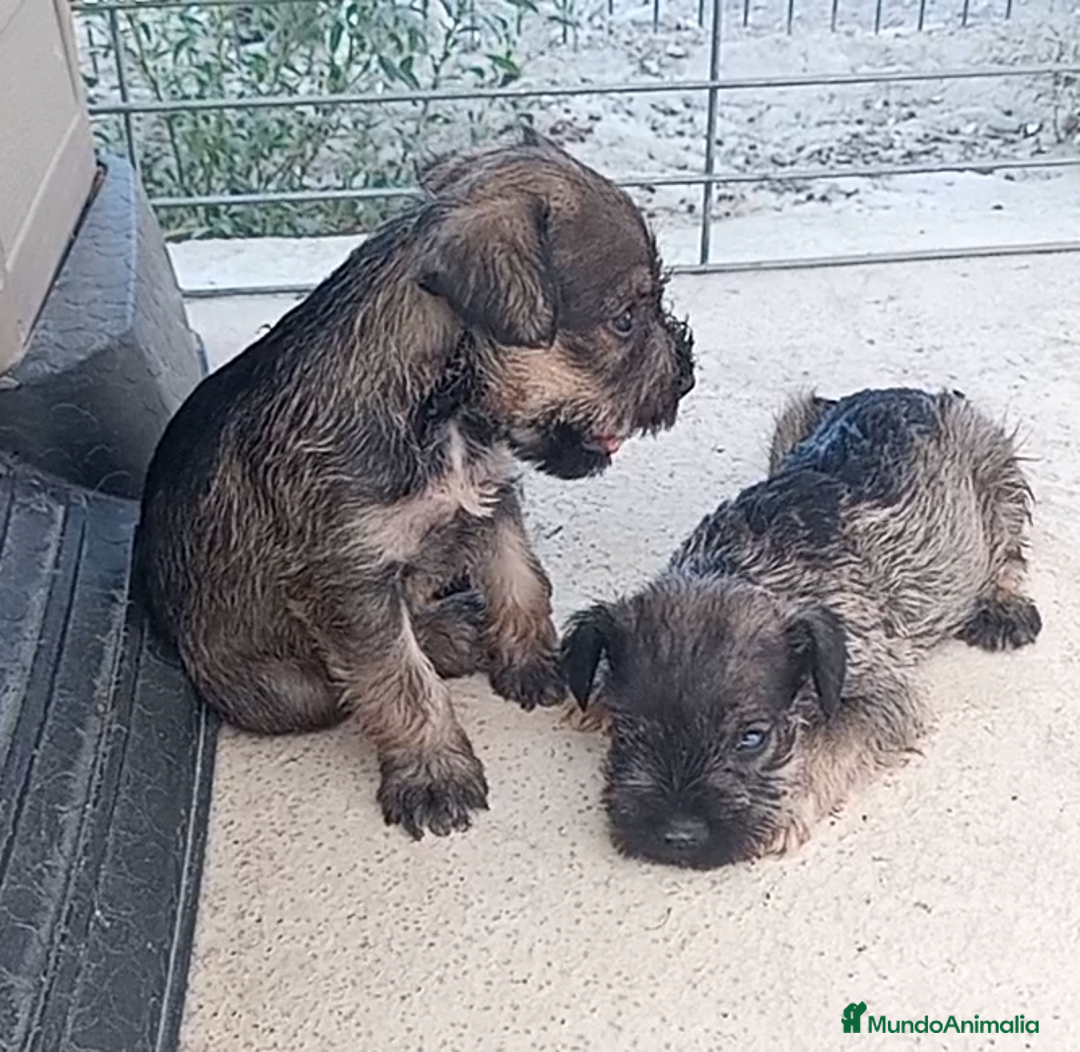 Schnauzer Miniatura perros en venta: Schnauzer Mini Camada de Lola - Imagen 2