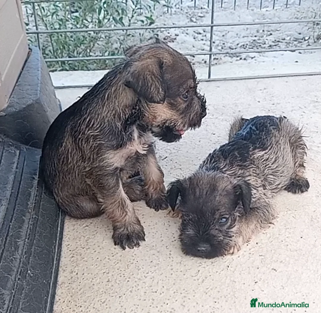 Schnauzer Miniatura perros en venta: Schnauzer Mini Camada de Lola - Anuncio 2