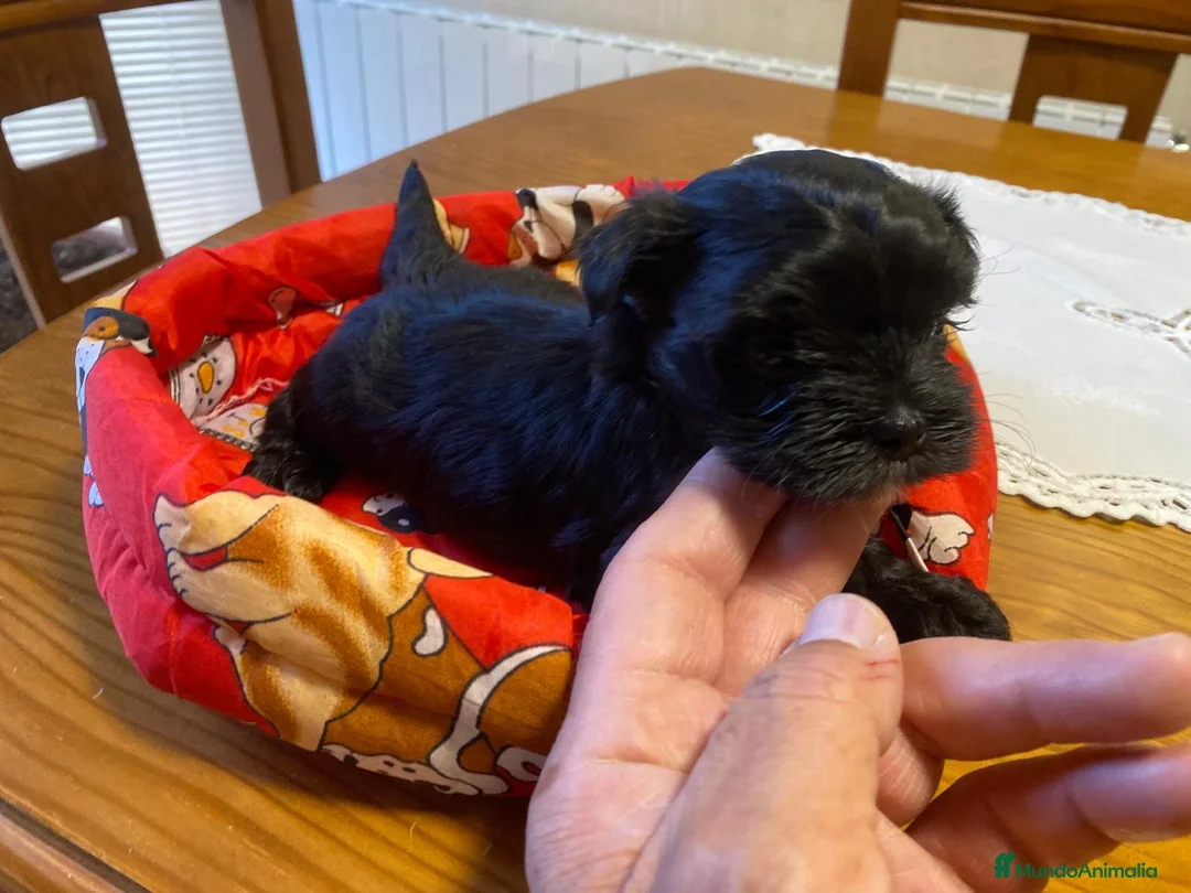 Maltipoo perros en venta: Maltipoo  - Anuncio 3