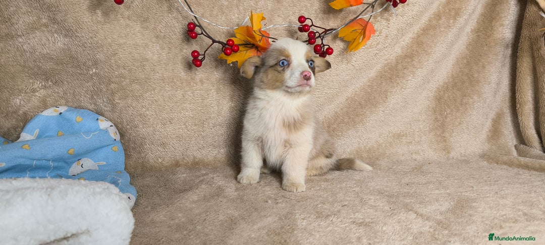 Welsh Corgi Cardigan perros en venta: Corgi  - Anuncio 5