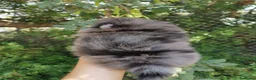 Pomerania perros en venta: Pomerania TOY de calidad Finca Paunais  - Anuncio 7