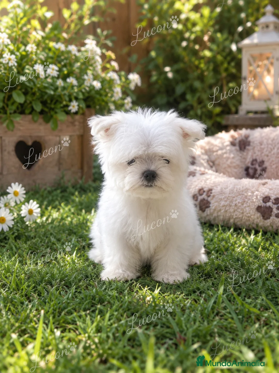 Bichón Maltés perros en venta: PRECIOSA BICHON MALTÉS MINI TOY - Anuncio 2