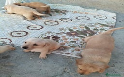 Labrador Retriever perros en venta: Labrador retriever  - Imagen 6