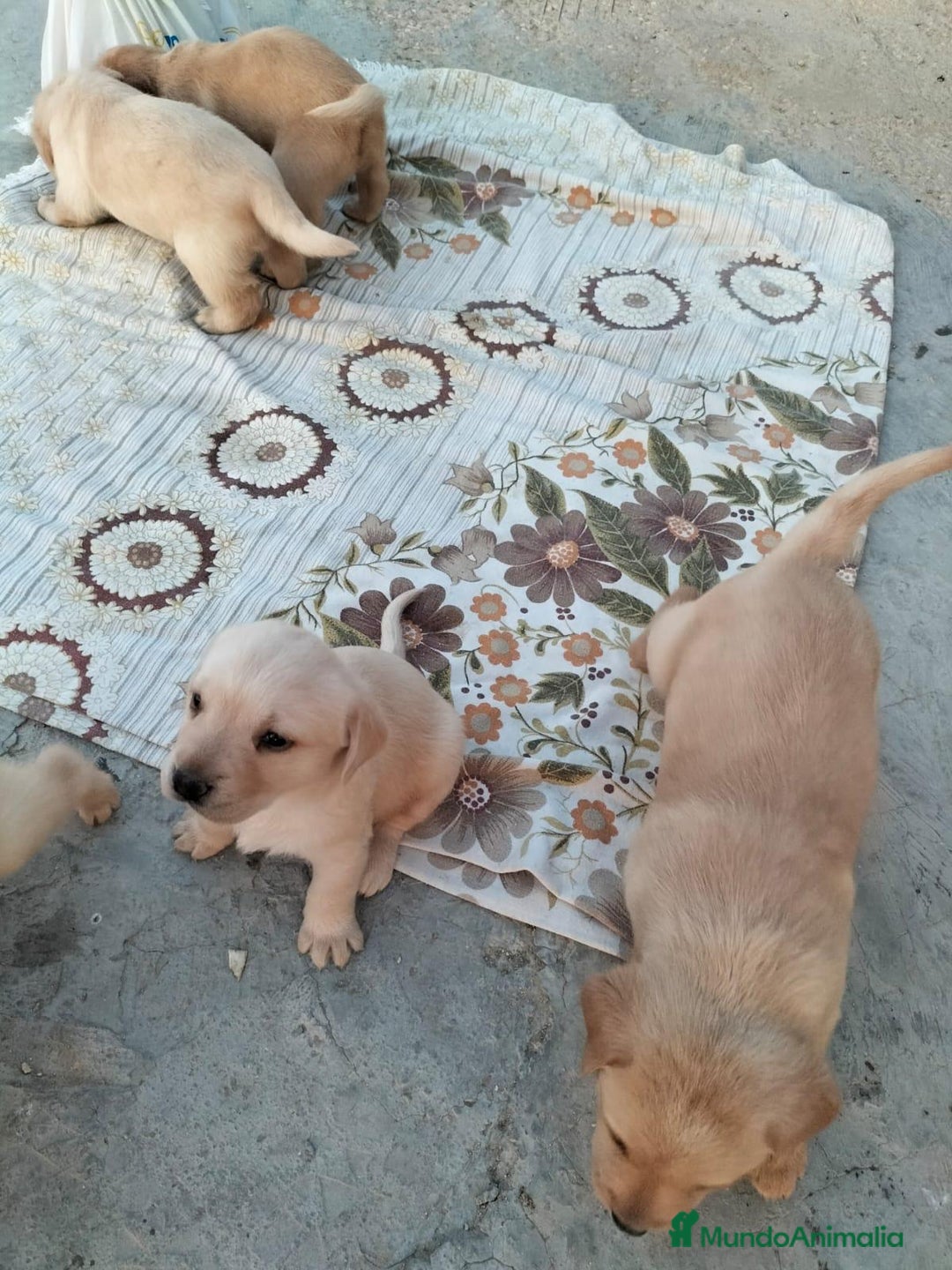 Labrador Retriever perros en venta: Labrador retriever  - Imagen 6