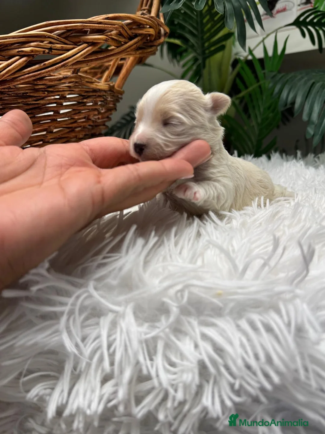 Maltipoo perros en venta: MALTIPOO HEMBRA - Anuncio 2