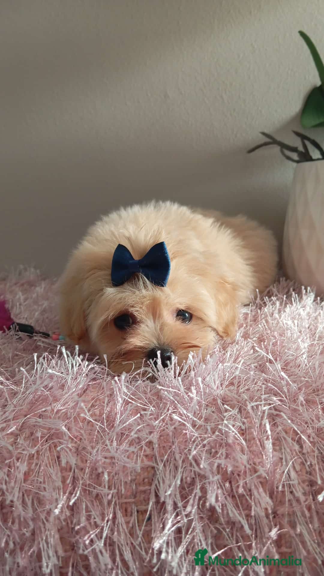 Maltipoo perros en venta: Maltipoos  - Imagen 3