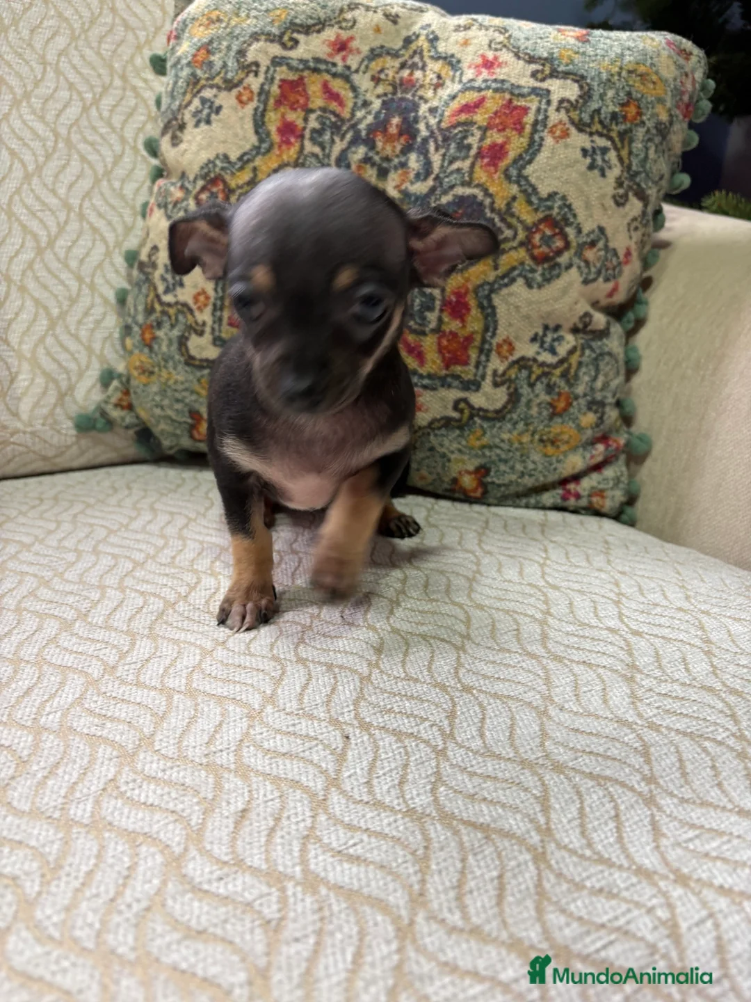 Chihuahua perros en venta: Chihuahua Toy hembra negro - Anuncio 12