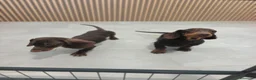 Teckel Miniatura perros en venta: Teckel Mini chocolate machos  - Anuncio 9