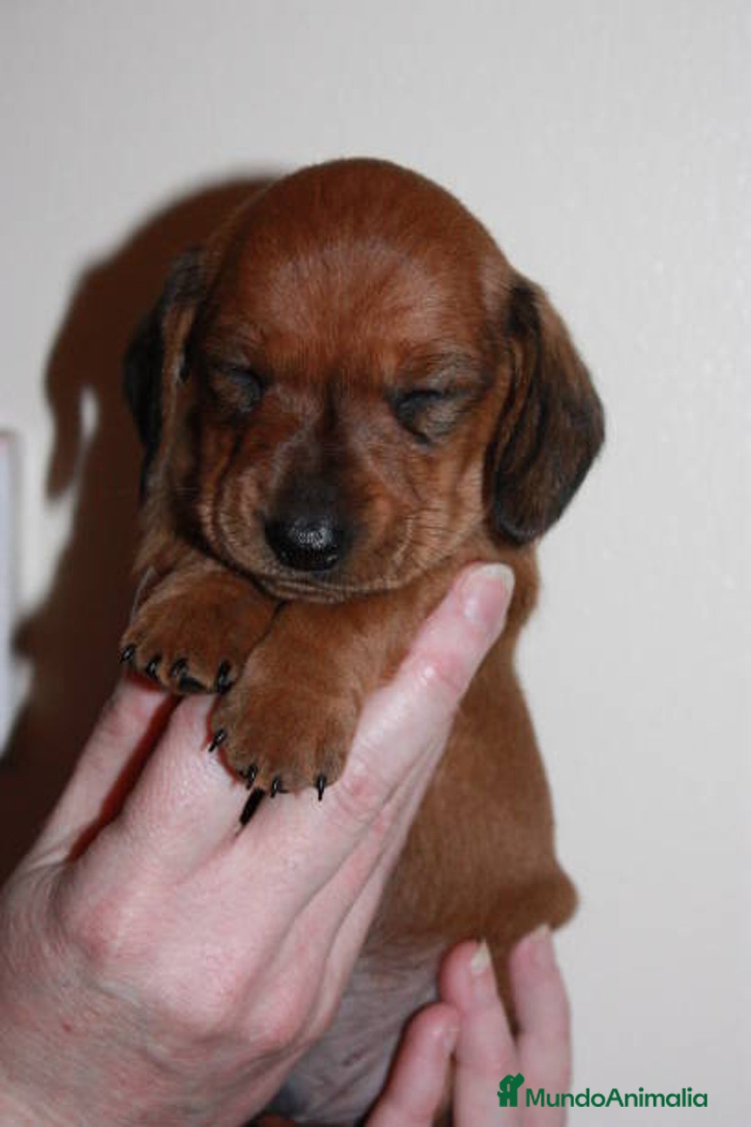 Teckel Miniatura perros en venta: TECKEL CADIZ  - Imagen 4