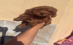 Caniche Toy perros en venta: CANICHE TOY  - Imagen 3