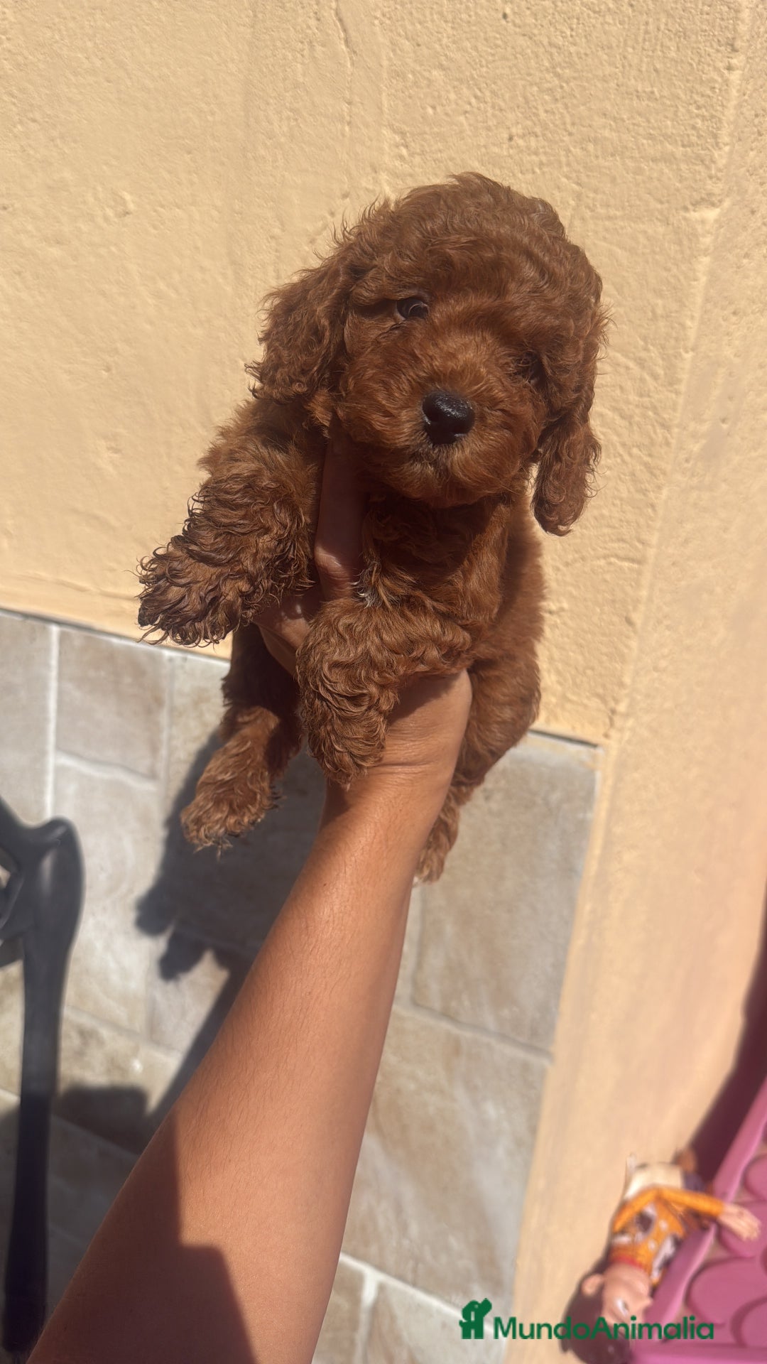 Caniche Toy perros en venta: CANICHE TOY  - Imagen 3