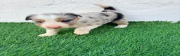 Border Collie perros en venta: Border Collie tri merle blue choco - Anuncio 10