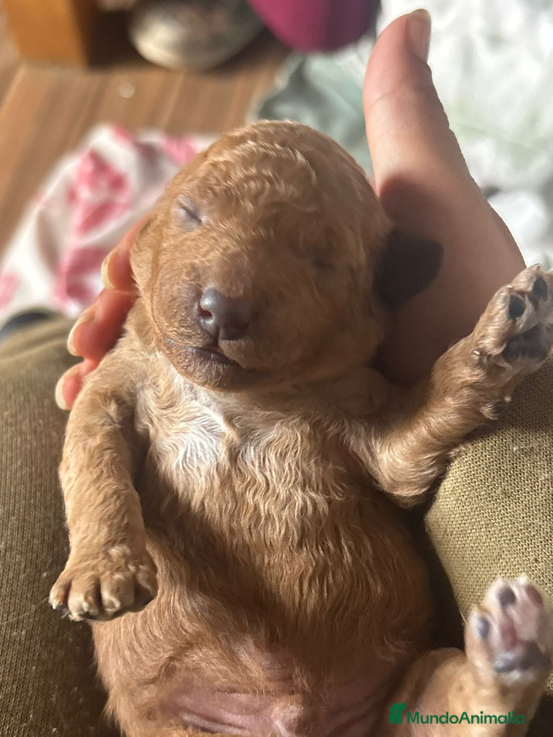 Caniche Toy perros en venta: Caniche toys  - Anuncio 3