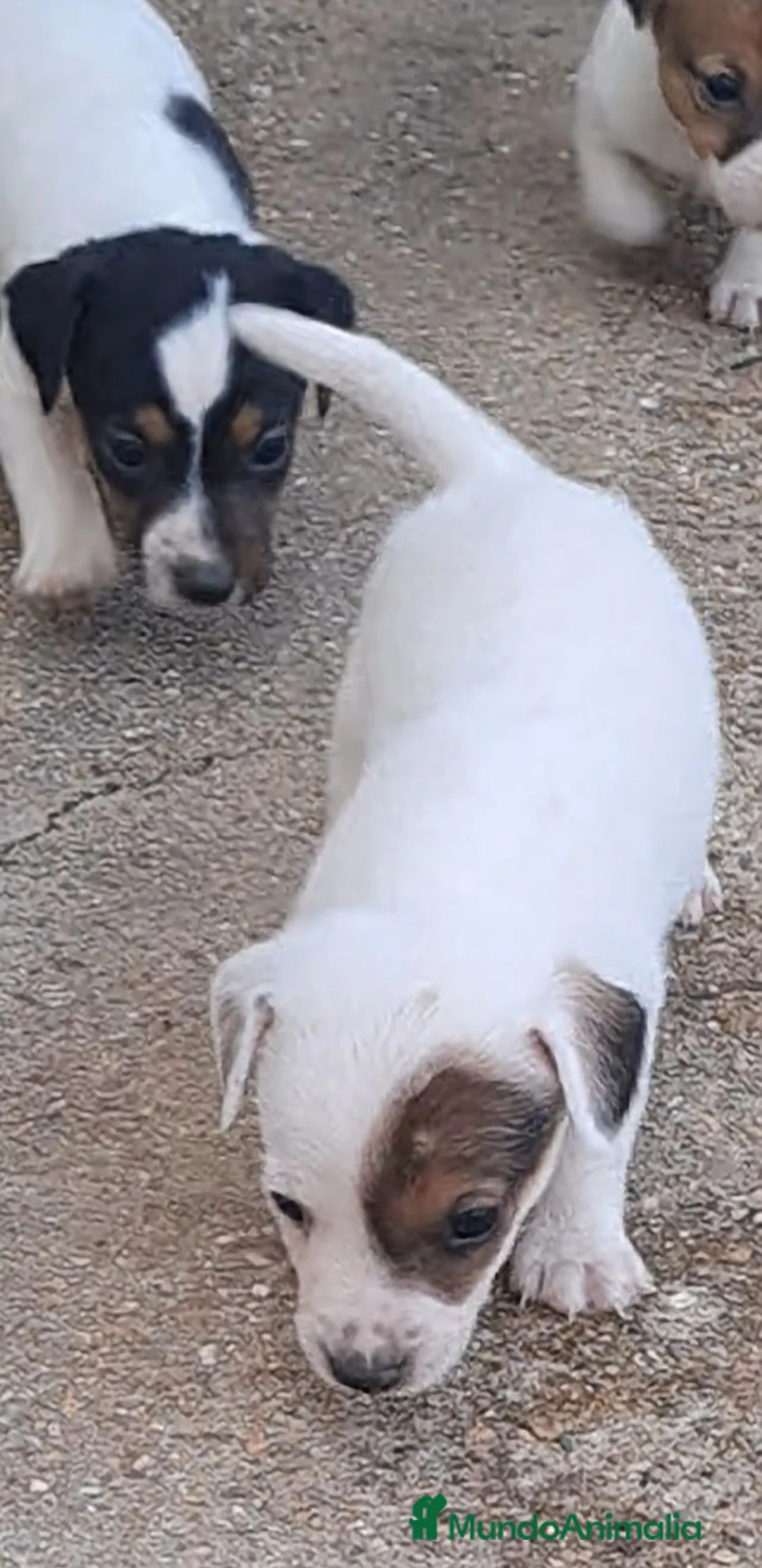 Jack Russell Terrier perros en venta: Jack russell  - Anuncio 1