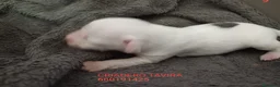 Perro Crestado Chino perros en venta: Crestados Chinos sin pelo. - Anuncio 5