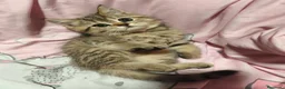 Británico de Pelo Corto gatos en venta: British short hair golden-tabby en Valencia - Anuncio 2