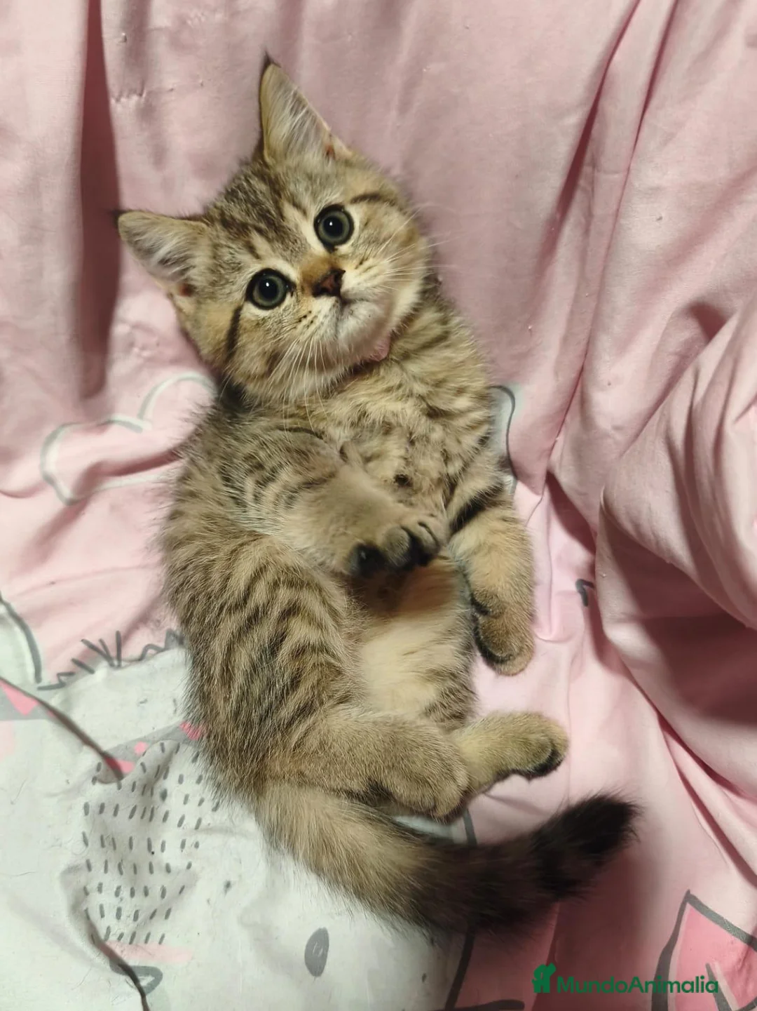 Británico de Pelo Corto gatos en venta: British short hair golden-tabby en Valencia - Anuncio 2