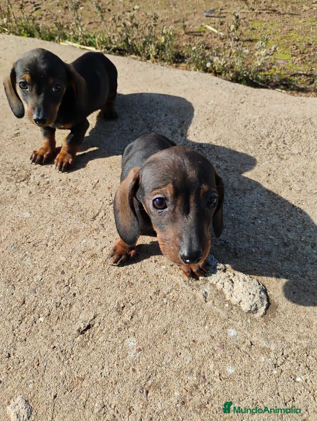 Teckel Miniatura perros en venta: Machos teckel miniatura pelo corto  - Anuncio 1