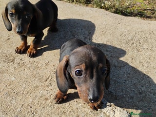 Teckel Miniatura perros Machos teckel miniatura pelo corto - Anuncio 9
