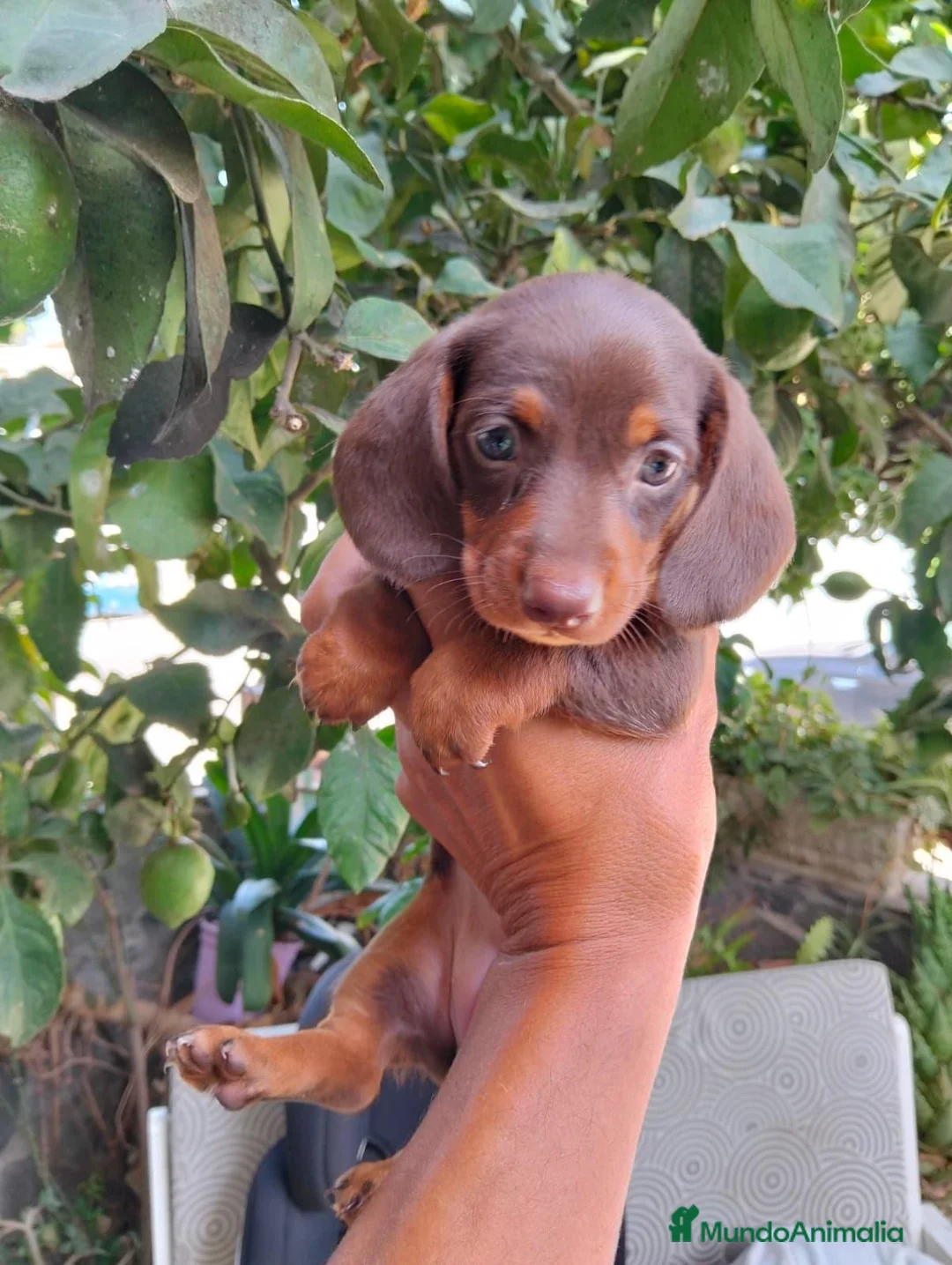 Teckel Miniatura perros en venta: Teckel chocolate 🍫 - Anuncio 2