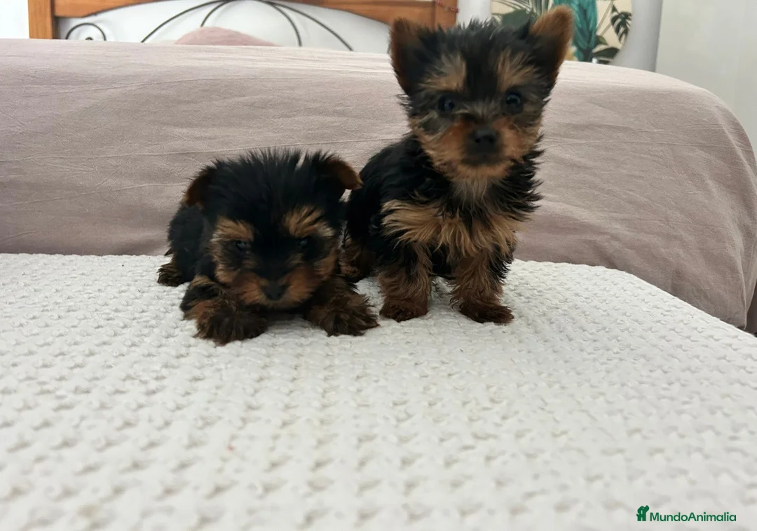 Yorkshire Terrier perros en venta: Yorkshire micro toy - Anuncio 2