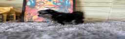 Pomerania perros en venta: Pomerania mini  - Anuncio 4