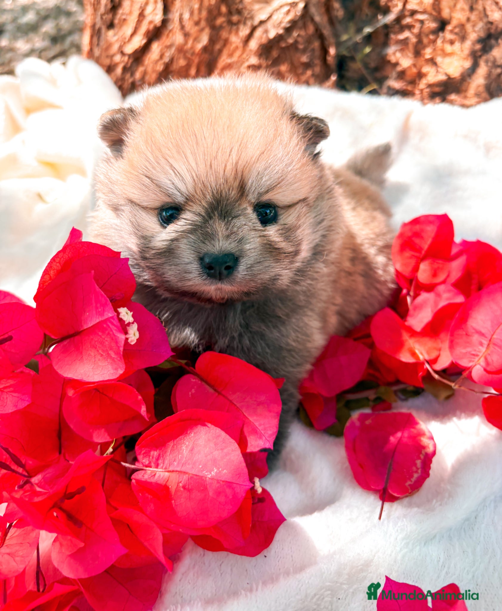 Pomerania perros en venta: Pomerania - Anuncio 3