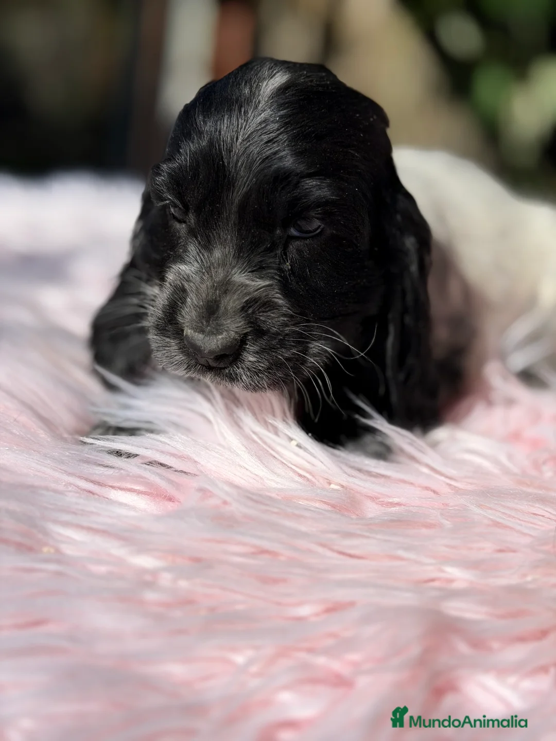 Cocker Spaniel Inglés perros en venta: Cocker ruano hembra  - Anuncio 5