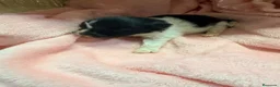 Pomerania perros en venta: Pomerania - Anuncio 10