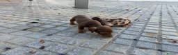 Teckel Miniatura perros en venta: teckel miniatura - Anuncio 2