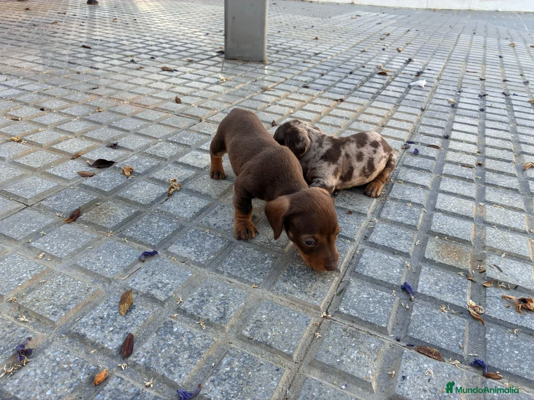 Teckel Miniatura perros en venta: teckel miniatura - Anuncio 2