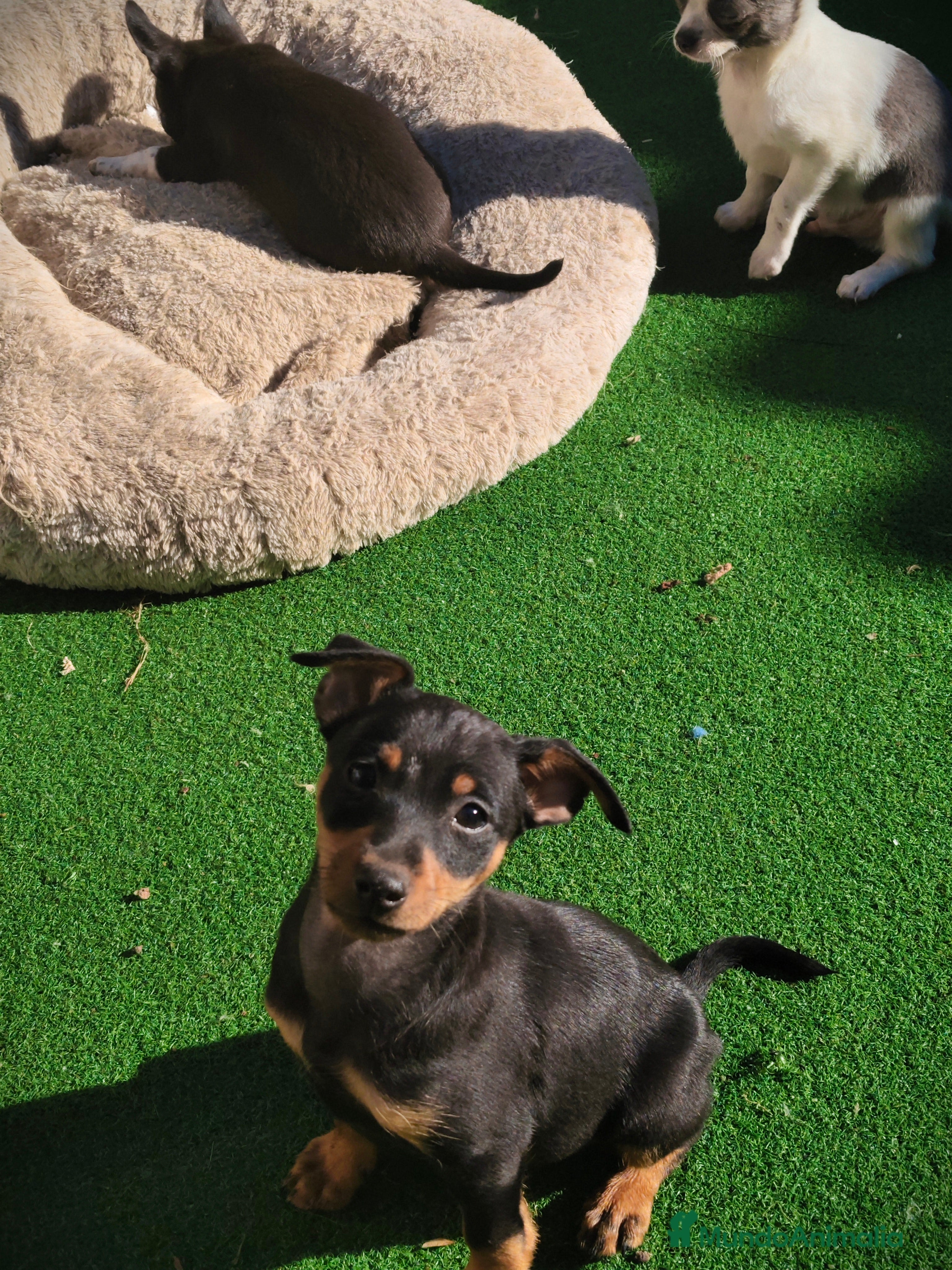 Pinscher Miniatura perros Mini pinscher negro fuego  - Anuncio 2