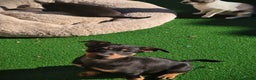 Pinscher Miniatura perros en venta: Mini pinscher negro fuego  - Anuncio 2