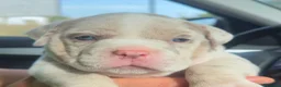 American Bully perros en venta: Disponible Macho de Américan Bully - Anuncio 4