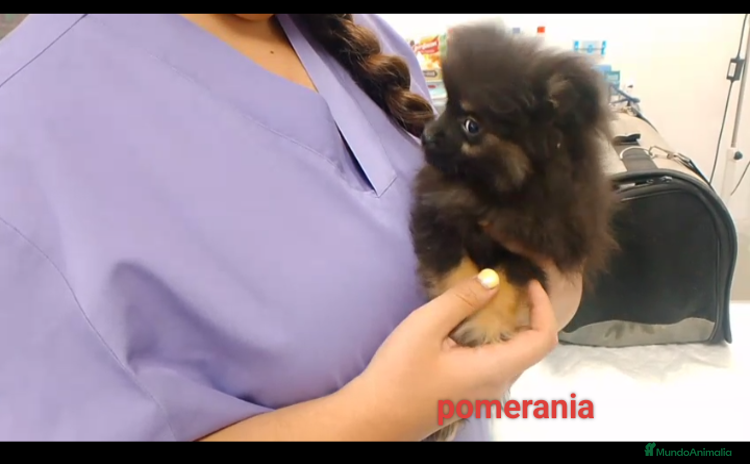 Pomerania perros - Anuncio 1