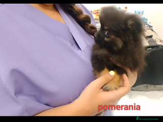 Pomerania perros - Anuncio 36