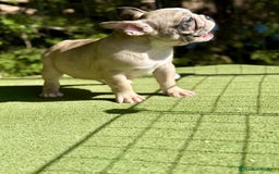 Bulldog Francés perros en venta: Bulldog francés muy buena morfología  - Imagen 7