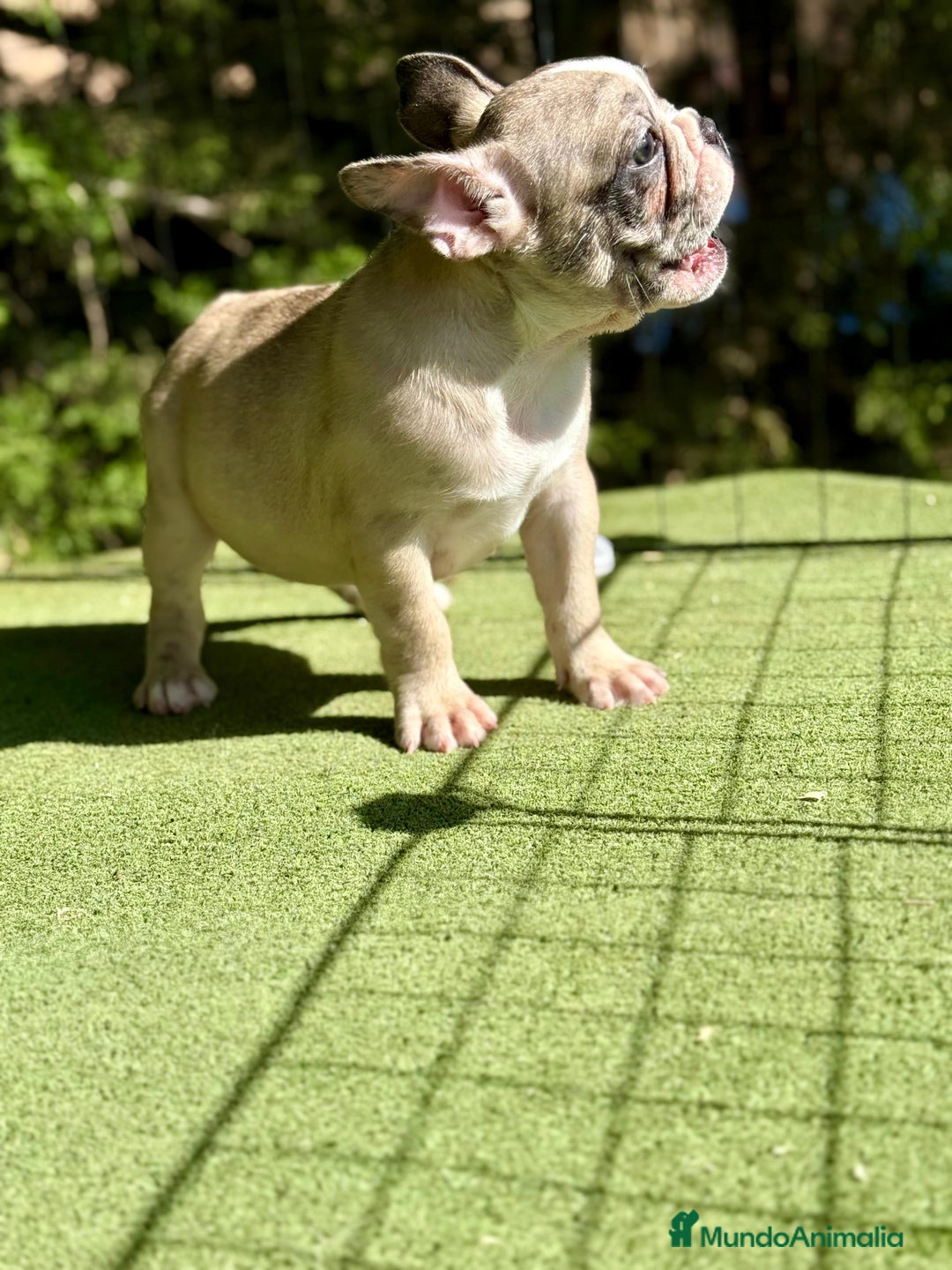Bulldog Francés perros en venta: Bulldog francés muy buena morfología  - Imagen 7