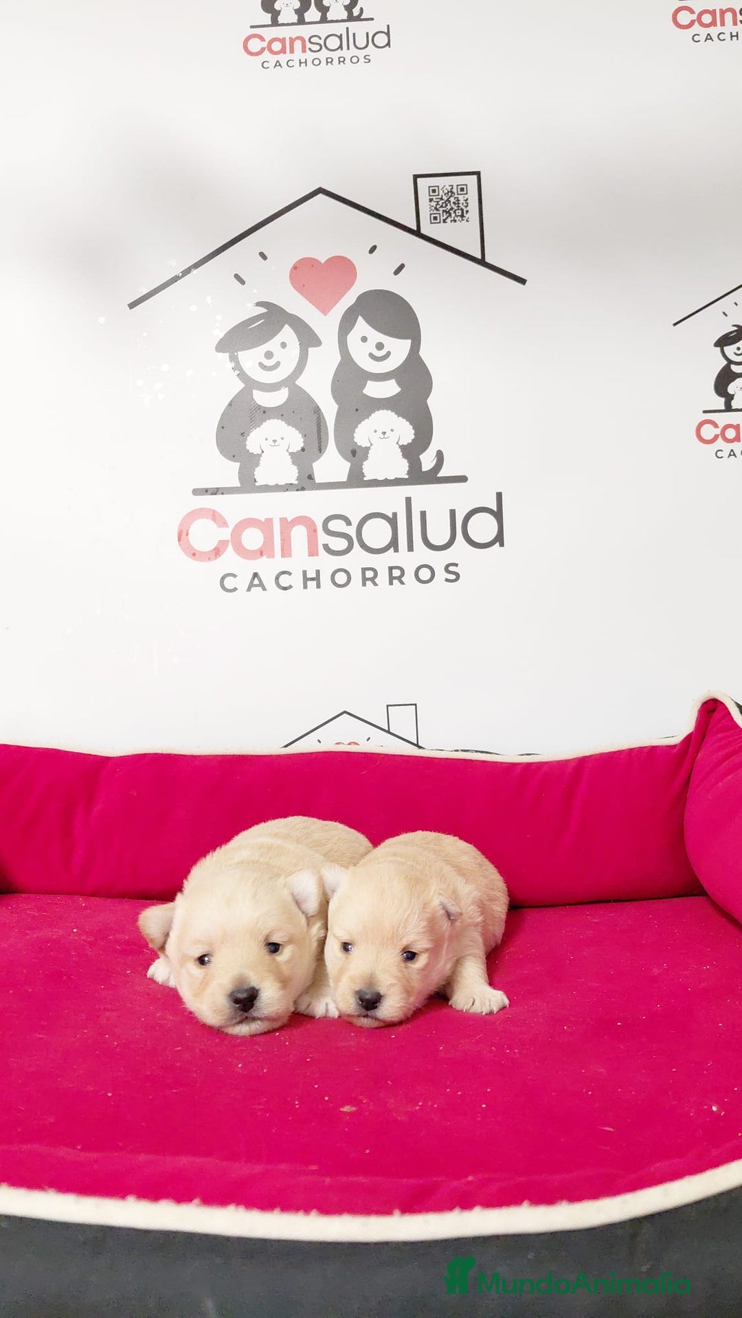 Raza Mixta perros en venta: Cachorro de westhy y chihuahua  - Anuncio 1