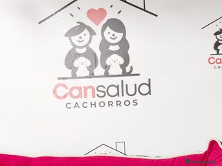 Raza Mixta perros Cachorro de westhy y chihuahua - Anuncio 1