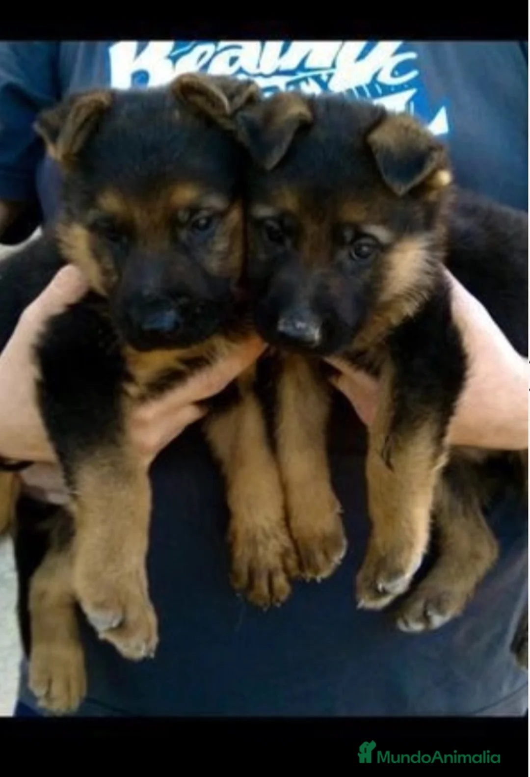 Pastor Alemán perros en venta: CAMADA PASTOR ALEMÁN  en Alicante - Anuncio 2
