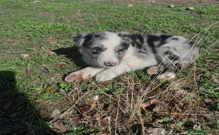 Border Collie perros - Anuncio 1