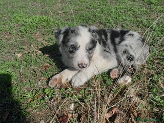 Border Collie perros - Anuncio 1