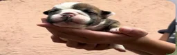 Bulldog Inglés perros en venta: Hembras de bulldog francés  - Anuncio 3