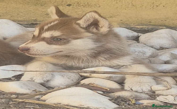 Husky Siberiano perros - Anuncio 1